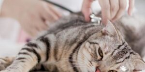 วัคซีน 4 โรคสำหรับแมวราคาเท่าไหร่?