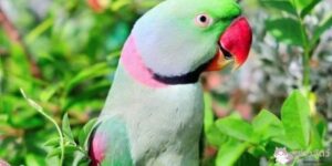 นกแก้วโซ่พม่า: การศึกษาและการอนุรักษ์นกแก้วที่งดงาม