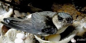 นกนางแอ่นสร้างรังได้อย่างไร: การสร้างที่อยู่อาศัยในโลกของนกนางแอ่น