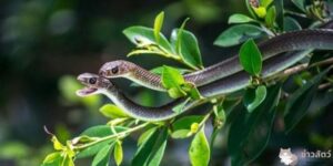 งูสายพันธุ์ในเวียดนาม